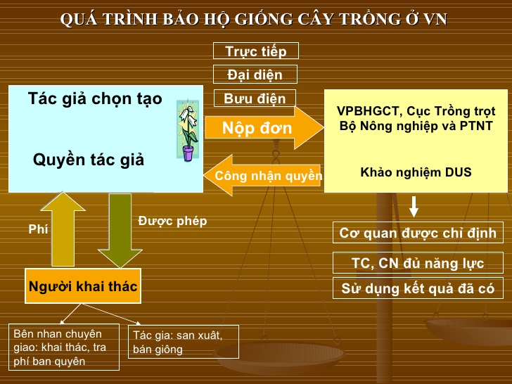 Đăng ký bảo hộ giống cây trồng